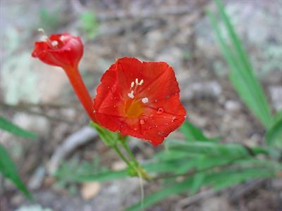 Ipomoea hederifolia